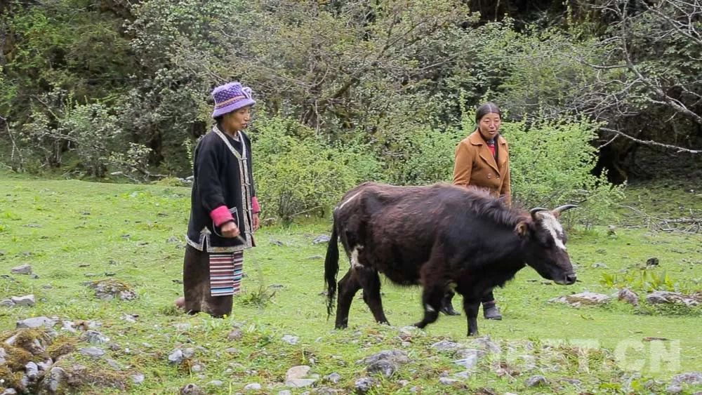 时代楷模:长年牧守边疆的卓嘎,央宗姐妹